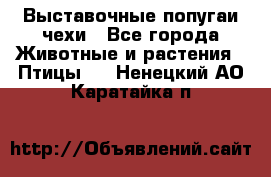 Выставочные попугаи чехи - Все города Животные и растения » Птицы   . Ненецкий АО,Каратайка п.